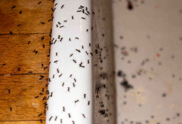 Best Affordable Pest Control Services  in Wardsville, MO