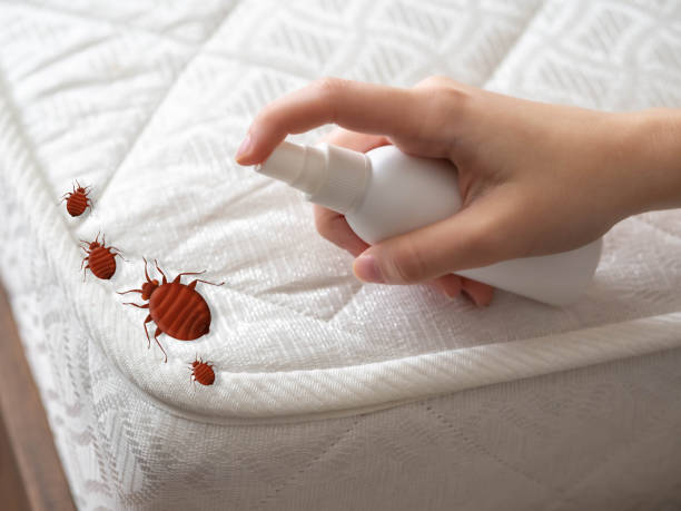 Best Emergency Pest Control  in Wardsville, MO