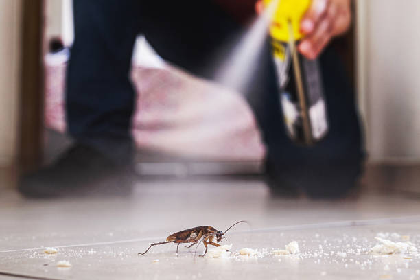 Best Local Pest Control Services  in Wardsville, MO