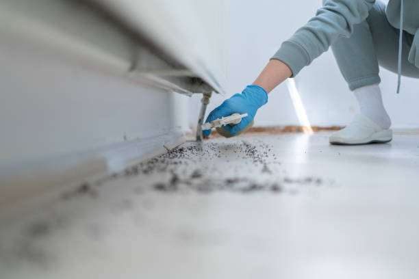 Wasp Removal Services in Wardsville, MO